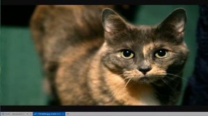 Зомб - Дворовый Кот