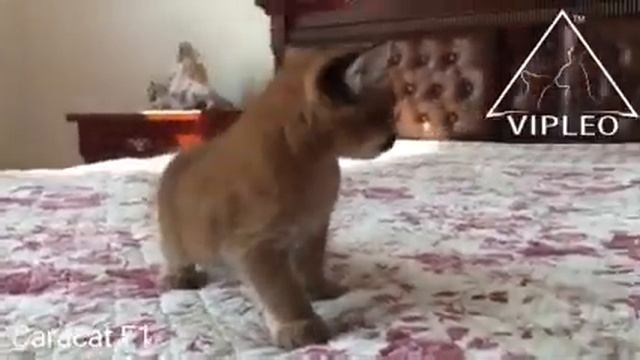 Самый красивый котенок каракет в мире! Caracat