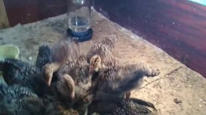 Чем я кормлю индюшат породы Бронза-708