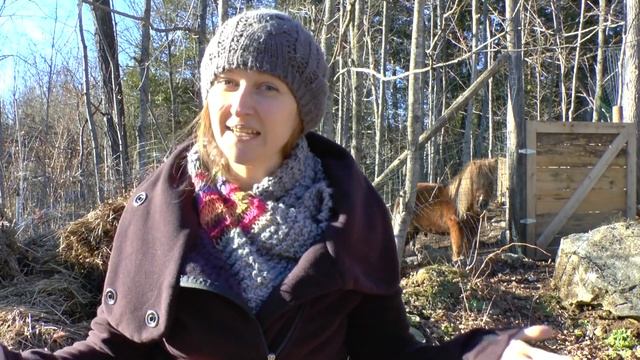 We moved back to Canada and We’re Homesteading! смотреть онлайн