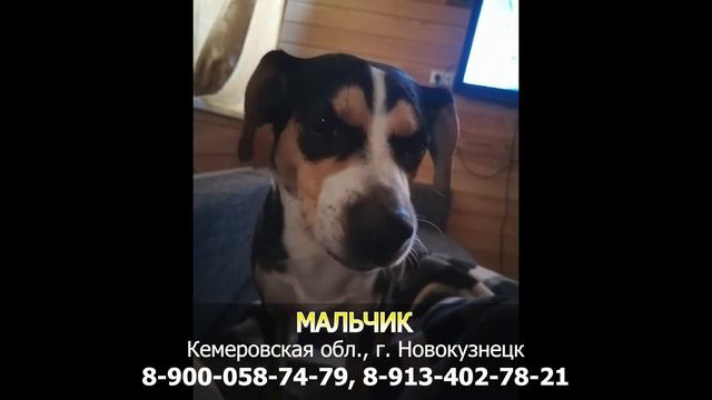 Пропала собака! МАЛЬЧИК, Кемеровская обл., г. Новокузнецк