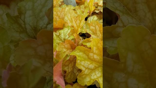 Heuchera Ginger Ale