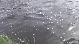 Рыбалка на Ветлуге.Костромская область.