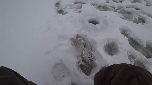 ПОПАЛИ В ЛОГОВО СУДАКА! ЗАКОЛДОВАННАЯ ЖЕРЛИЦА! рыбалка на жерлицы ловля судака смотреть онлайн