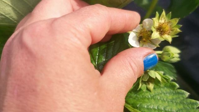 Клубника мальвина, что с ней происходит? Цветок почернел смотреть онлайн