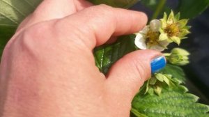 Клубника мальвина, что с ней происходит? Цветок почернел