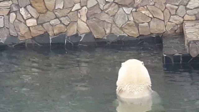 Хаарчаана белый мишка ест рыбу ? Polar bear is eating смотреть онлайн