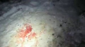 МЕДВЕДЬ-ШАТУН пожаловал к избушке охотника-промысловика (третье видео-ШКУРА)