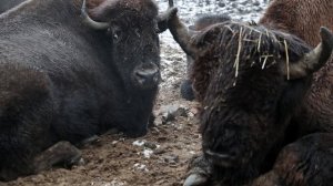 ?О национальном парке "Самурский".