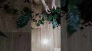 КОФЕЙНОЕ ДЕРЕВО АРАБИКА КОМНАТНЫЙ ЦВЕТОК ПЕРЕСАДКА.