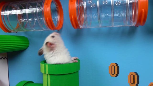 🐹 Hamster escapes the Super Mario maze in real life