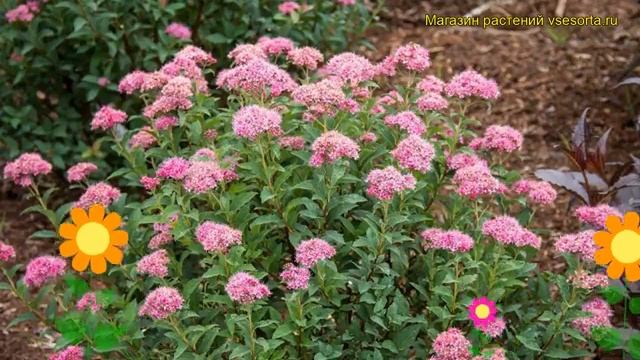 Спирея бумальда Денистар. Краткий обзор, описание spiraea x bumalda super star Denistar смотреть онлайн