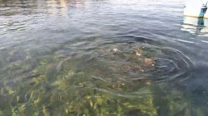 Diamond of Bodrum 5* пляж, пирс, рыбки..)))