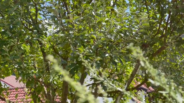 Это уже не Ягнёнок-это уже немножко Баран - К ЭЛИНЕ❤️ смотреть онлайн