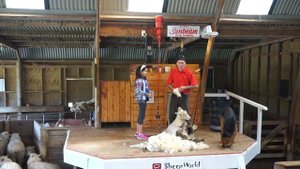 Стрижка овец на ферме "Мир овец" в Окленде