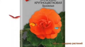 Бегония клубневой Крупноцветковая Оранжевая ? обзор: как сажать, семена бегонии