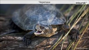 Многообразие пресмыкающихся