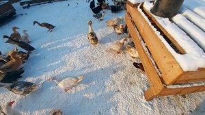 утки на снегу)) утка голубь! кривые хохлатые и шатающийся бегунок! муларды наседки!!