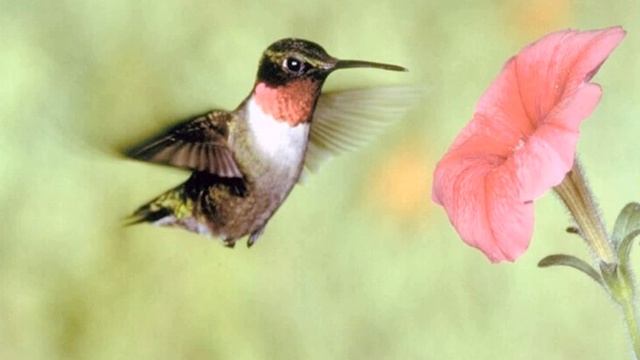 Какая птица умеет летать назад? смотреть онлайн