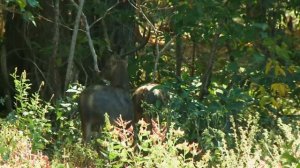 Почему Комодский Варан Самый Опасный Динозавр современности?