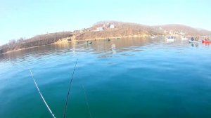 Минтай 2020 год!!! Ловля минтая около Находки. Залив Восток.