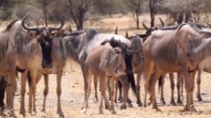 ГИЕНОВИДНАЯ СОБАКА — её боятся даже леопарды и буйволы! Собака в деле, против льва, гиены и антилоп