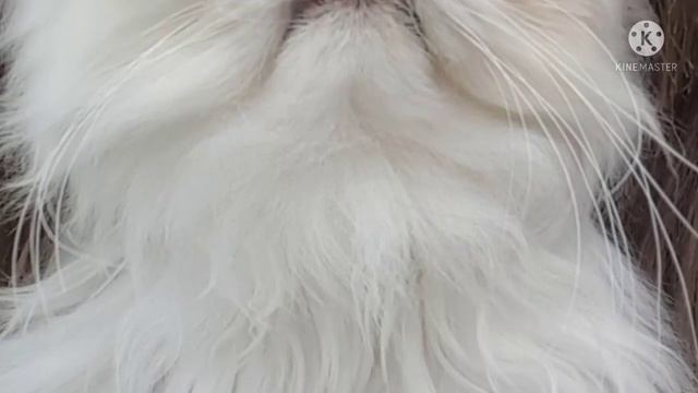 Ему делали больно... Кот с нереально большими, немигающими глазами. Удивительно!!! смотреть онлайн