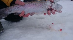 Кивок загибает.Рыбалка на зимние удочки, ловля форели.