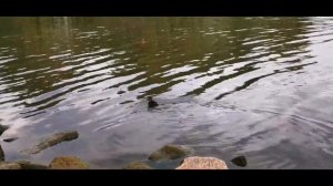 Песни про рыбалку.