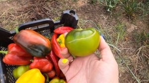 Урожай перца Красный бочонок, Какаду и Золотой кубок.