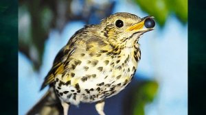 "Осень", Окружающий мир 1 класс, с.22-23, Планета знаний, Ивченкова, Потапов.