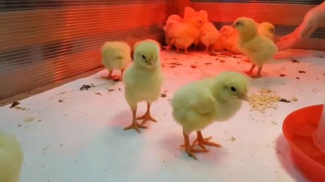 Детский мини зоопарк 2016. Minizoo for children 2016 смотреть онлайн