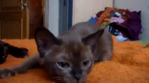 Питомник Бурманских кошек Freya Way. European Burmese.  Бурма