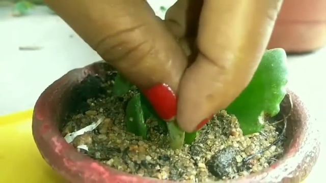 #HowToGrowKalanchoeFromitsLeaves||PattoSeKalanchuKaiseGrowkKare|| #EnjoyYourPassion_Dhairya #Growin смотреть онлайн