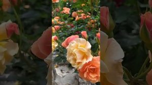 Роза Ламбада/Оранжевая Красотка