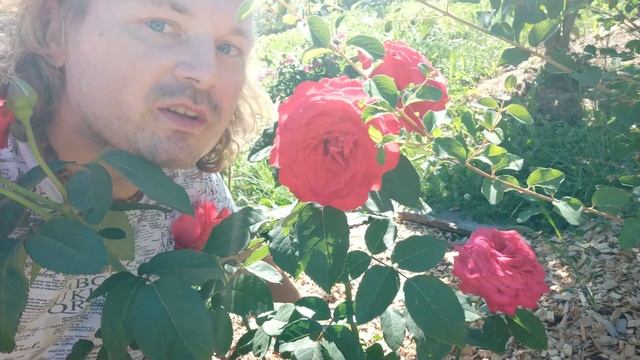 Невероятный аромат красавицы розы