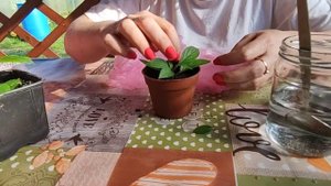 Черенкование гортензии быстро и легко