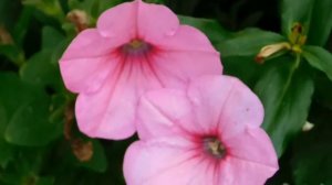 Beautiful Petunia Flowers collection video #Nature Lover#Uttarakhand#green nature#birds sound