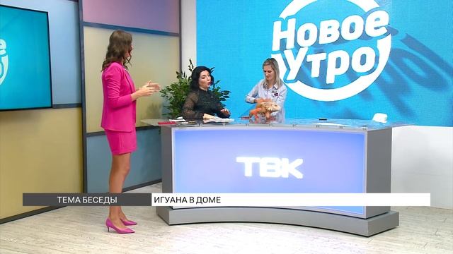 Игуана в доме: содержание и уход смотреть онлайн