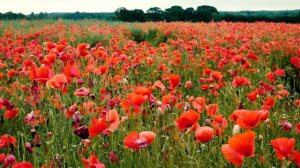 Poppies in Clandon, Surrey