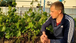 Уход за виноградом до цветения