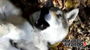 Дружба с волчицей. Видели видео? Фрагмент выпуска от 22.11.2020