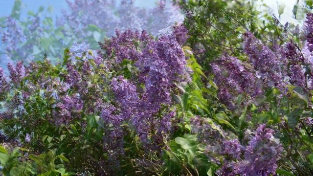 Сирень сәскәләре 2023 смотреть онлайн