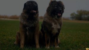 АЛАБАЙ ПРОТИВ КАВКАЗСКОЙ ОВЧАРКИ - КТО ПОБЕДИТ?