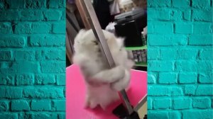 Коты и Кошки / Самые Лучшие Коубы / Выпуск #2 / Best Vine Coub / LoopLoop