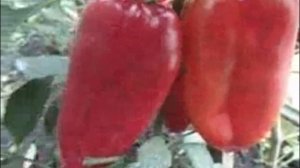 САМЫЙ СЛАДКИЙ ПЕРЕЦ-ВКУСНЫЙ СЛАДКИЙ ПЕРЕЦ НА ЗИМУ