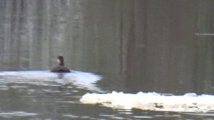 ОХОТА НА КУНИЦУ КАПКАНАМИ / ЛИСА СОЖРАЛА КУНИЦУ / ВЫДРА / УТКА