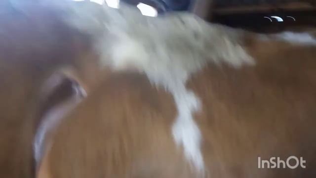 Первые признаки отела. смотреть онлайн