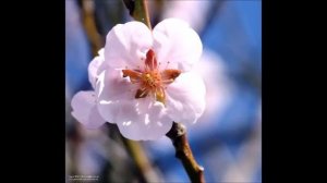 Mandelblüte Edenkoben Pfalz Germany Fotografien by Ingrid Röhrl 27 03 17