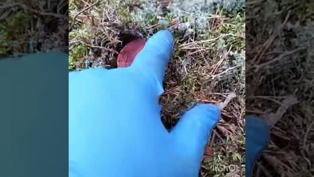 Грибы Карелии 2021. Путешествие в сентябре. смотреть онлайн